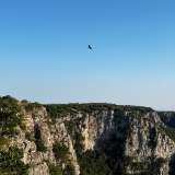 Proprio mentre stiamo parlando avvistiamo in alto un nibbio bruno. �Svolazza su di noi perch� � curioso o perch� avverte un pericolo�, avverte la guida 